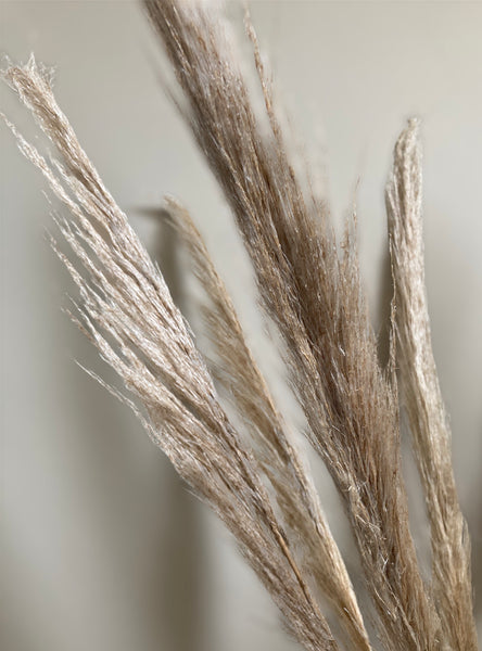 Dried Pampas Grass (10 stems)
