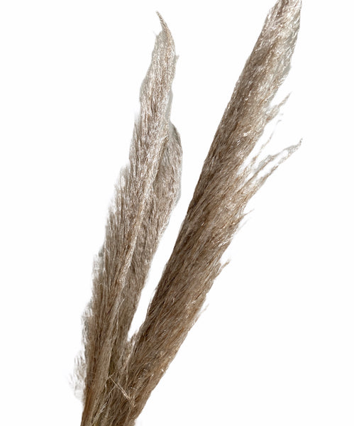 Dried Pampas Grass (10 stems)
